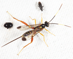 Spilopteron occiputale