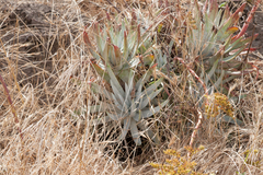 Dudleya virens