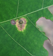 Caryomyia viscidolium
