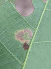 Caryomyia viscidolium