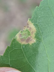 Caryomyia viscidolium