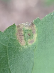 Caryomyia viscidolium