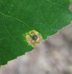 Caryomyia viscidolium