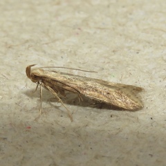 Metzneria lappella