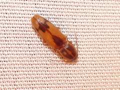 Conoderus vespertinus