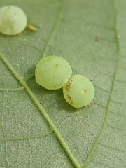 Caryomyia glauciglobus