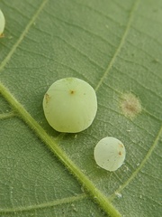 Caryomyia glauciglobus