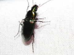 Poecilus chalcites