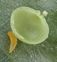 Caryomyia glauciglobus