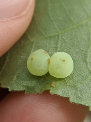 Caryomyia glauciglobus