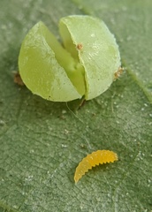 Caryomyia glauciglobus