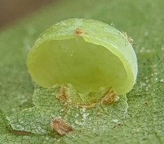 Caryomyia glauciglobus