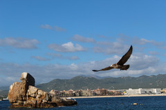 Larus