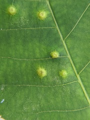 Caryomyia glauciglobus