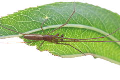 Tetragnatha pinicola