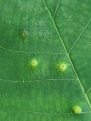 Caryomyia glauciglobus