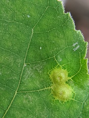 Caryomyia glauciglobus