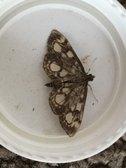 Anania coronata