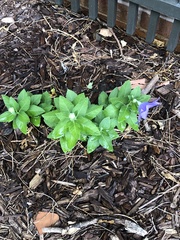 Platycodon grandiflorus