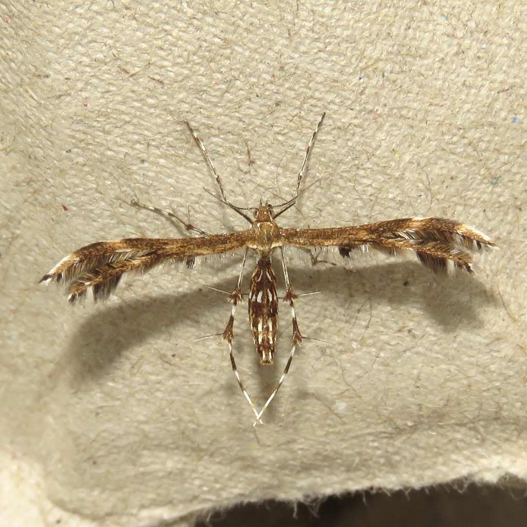 Lobed Plume Moth
