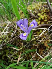 Iris lacustris