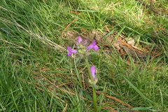 Betonica officinalis