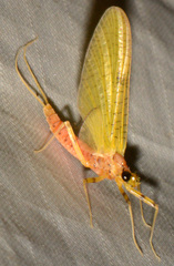 Stenacron interpunctatum interpunctatum