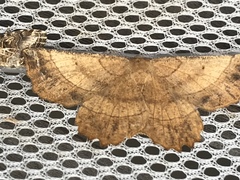 Euchlaena johnsonaria