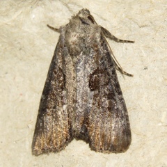 Lateroligia ophiogramma