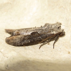 Lateroligia ophiogramma