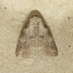 Hyperstrotia pervertens