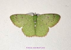 Lissochlora albociliaria