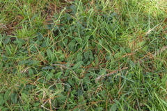 Betonica officinalis