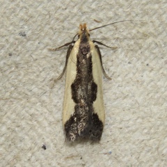 Dichomeris inserrata