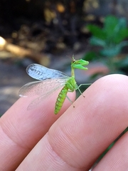 Zeugomantispa virescens