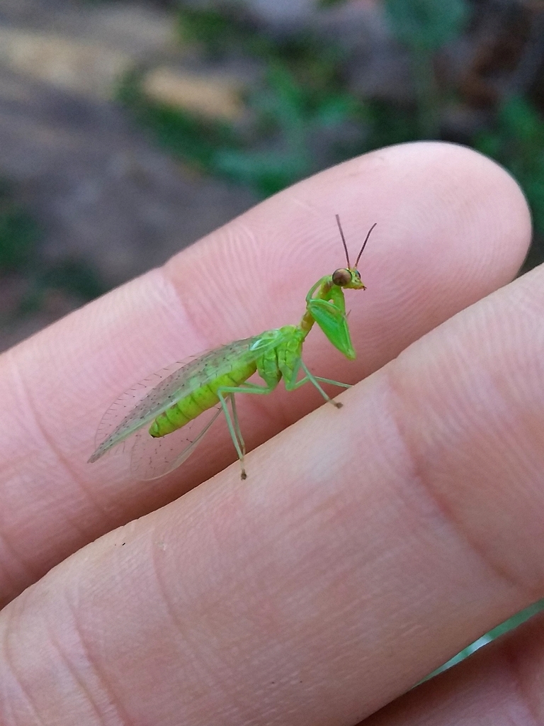 Zeugomantispa virescens