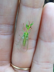 Zeugomantispa virescens