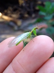 Zeugomantispa virescens