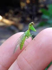 Zeugomantispa virescens
