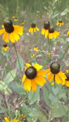 Rudbeckiinae