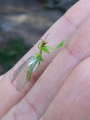 Zeugomantispa virescens