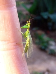 Zeugomantispa virescens