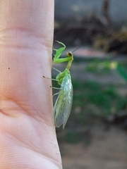 Zeugomantispa virescens