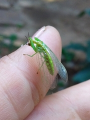 Zeugomantispa virescens