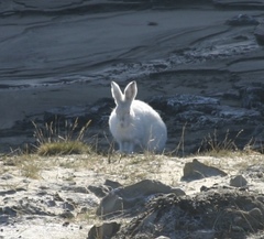 Lepus arcticus