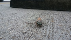 Neocicada hieroglyphica