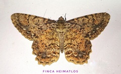Epimecis nasica