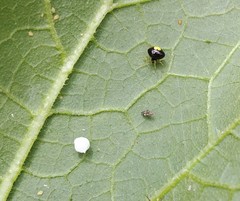 Theridula