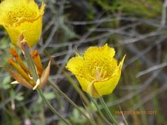 Calochortus weedii