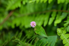 Persicaria runcinata